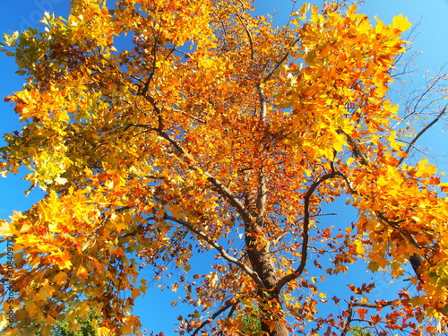 晩秋のユリノキの黄葉と青空