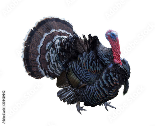 Domestic turkey on white background isolated