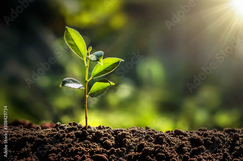 small tree growing with sunshine in garden. eco concept