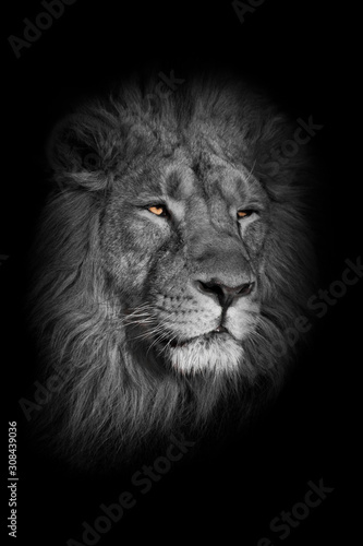 bright yellow glowing eyes, discolored muzzle lion male with chic mane portrait close-up.