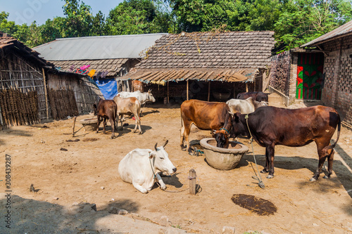 Cows in a village in Bangladesh