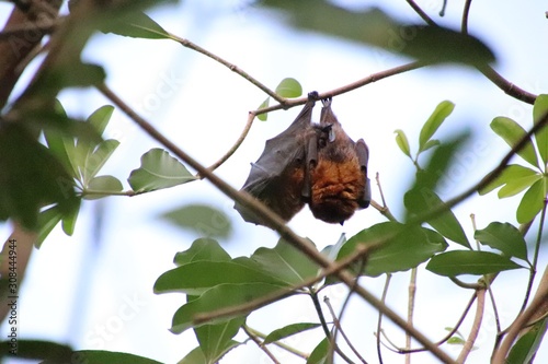 Rodrigues flying fox hanging in a tree