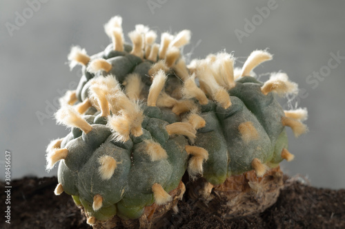 Old, rare and big three headed lophophora williamsii, Peyote