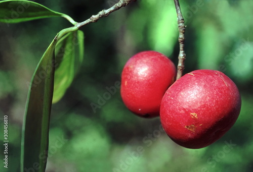 Fruit. Garcinia Indica. Family: Guttiferae. The Kokam tree. An elegant evergreen tree. The fruits are edible and are made into squashes as well as used for flavouring food.