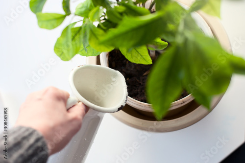 Close up of Woman's hands watering plants in home. Making homework. Domestic life concept
