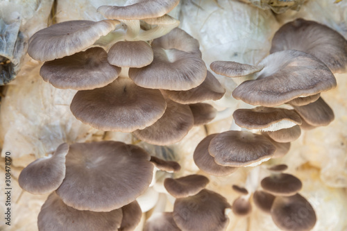 Organic oyster mushroom, Pleurotus pulmonarius or phoenix mushroom