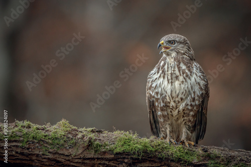 Young common buzzard