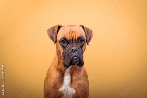 Portrait of cute boxer dog on colorful backgrounds, orange