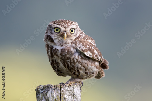 Little Owl Perched