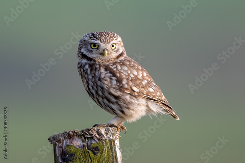 Little Owl Perched