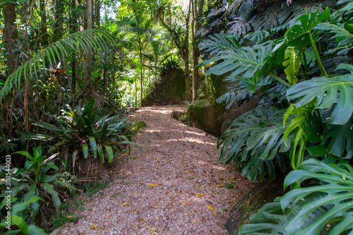 A trail path through the Mata Atlantica. Itatiaia, Brazil