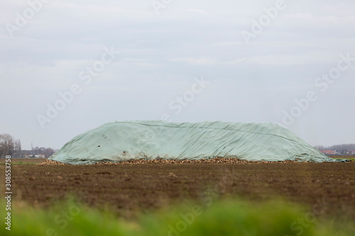 Zuckerrueben unter einer Plane auf einem Feld. Nach der Ernte warten sie auf den Abtransport.