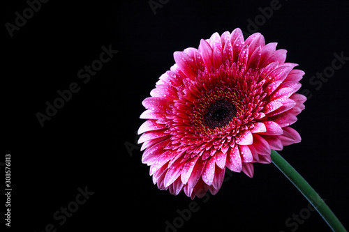 Pink gerbera flower with drops of water on a dark background, selective focus, close up and space for text