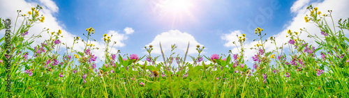 Spring background banner long - Panorama of blooming flowers on spring / summer meadow with sunshine and blue cloudy sky