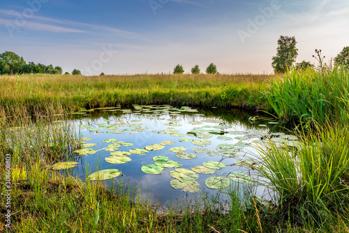 Natural pond in nature reserve near Bodegraven in the Netherlands. Pond with water lillies, reed and rich grassland. Wetlands biodiversity.