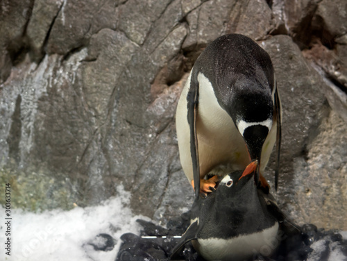 the gentoo penguins are mating