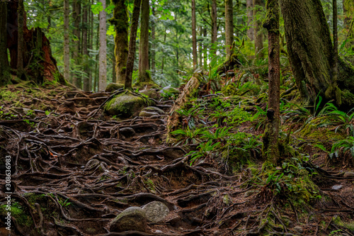 Twisted exposed gnarled roots of pine trees growing on a slope of a hill in Lynn Canyon Park forest in Vancouver, Canada