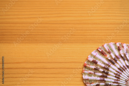 Sea shell on a wooden background close-up, top view. Retro style toned