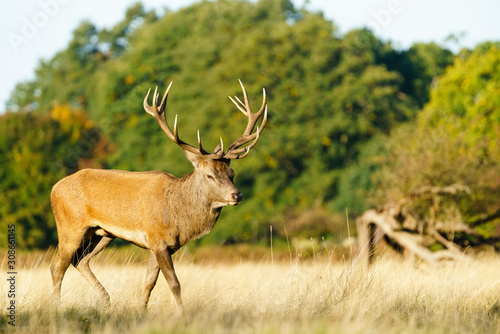 Red deer stag(Cervus elaphus), taken in United Kingdom