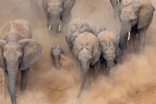 Elephants running in a dry riverbed with lots of dust in Kruger National Park, South Africa
