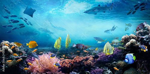 Underwater sea world. Life in a coral reef. Colorful tropical fish. Ecosystem. 