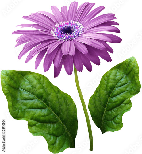 watercolor gerbera flower purple. Flower not stalk with green leaves isolated on white background. No shadows with clipping path. For design. Nature