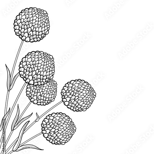 Corner bouquet with outline ball of craspedia or billy buttons dried flower in black isolated on white background.