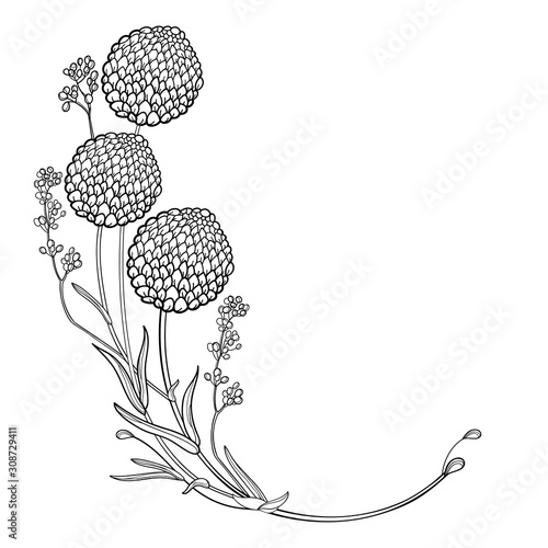 Corner bouquet with outline ball of craspedia or billy buttons dried flower in black isolated on white background.