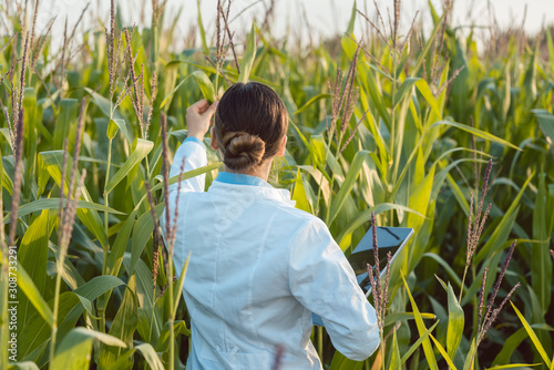 Scientist in corn field testing a new GMO breed
