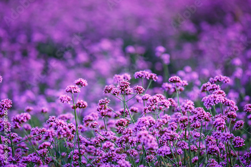 Verbena bonariensis flowers garden field