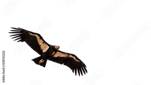 California condor soaring over Zion National Park