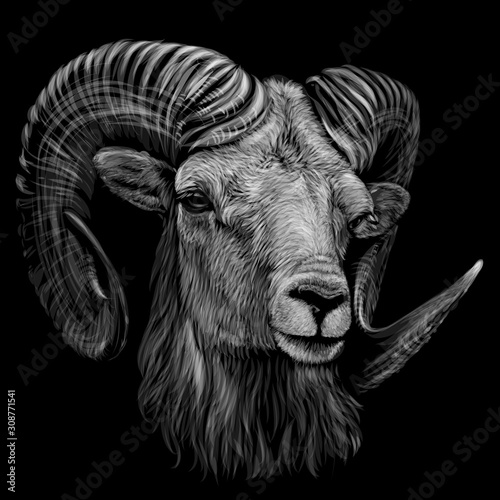 Mountain sheep. Artistic, monochrome, black and white, hand-drawn portrait of a mountain sheep on a black background.
