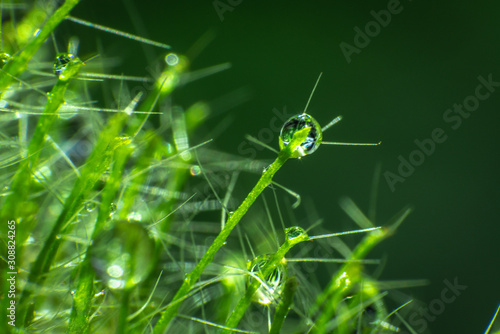 extreme closeup of dew drops