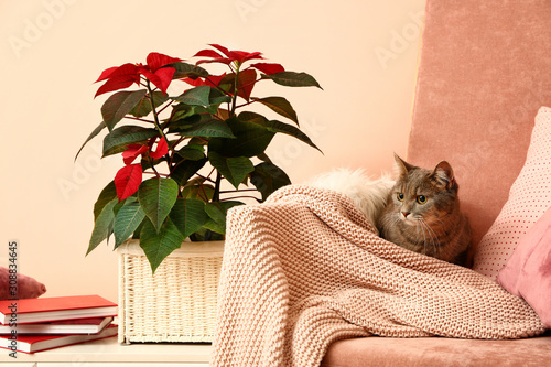 Cute cat on armchair near beautiful Christmas flower poinsettia in room