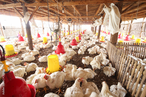 Farm for growing broiler chickens to the age of one and a half months