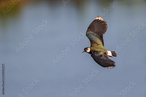 Northern Lapwing (Vanellus vanellus) male flying in front of a blue lake, Hesse, Germany