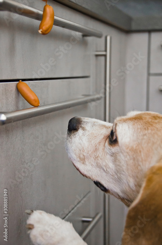 A naughty Beagle, a dog, steals sausages