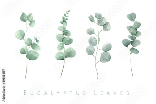 Watercolor isolated eucalyptus leaves in set of 4 branches.