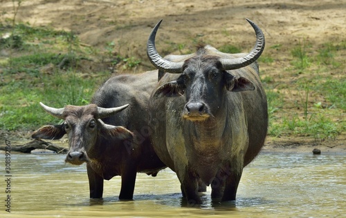 Refreshment of Water buffalos. Female and calf of water buffalo bathing in the pond in Sri Lanka. The Sri Lanka wild water buffalo (Bubalus arnee migona),