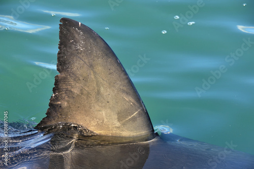 Shark fin above water. Close up. Back Fin of great white shark, Carcharodon carcharias, False Bay, South Africa, Atlantic Ocean