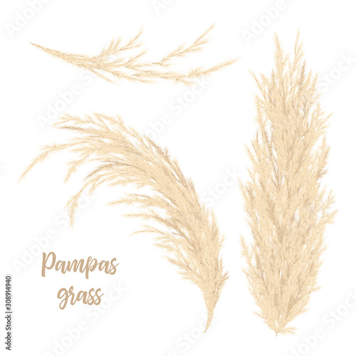 Pampas grass golden. Vector illustration. panicle Cortaderia selloana South America