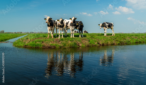 Cows looking out over the water in typical Dutch grass polder. Oudewater, province of Utrecht, the Netherlands. Holstein Friesian cattle reflected in the water. Young calf in meadow landscape