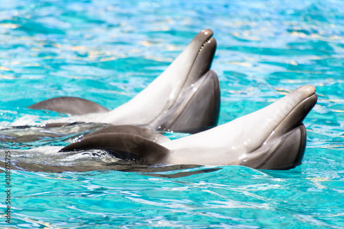 Two dolphins swim and dansing in the pool