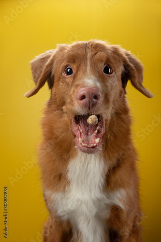 funny face in the dog. Emotion. Nova Scotia Duck Tolling Retriever on a yellow background.
