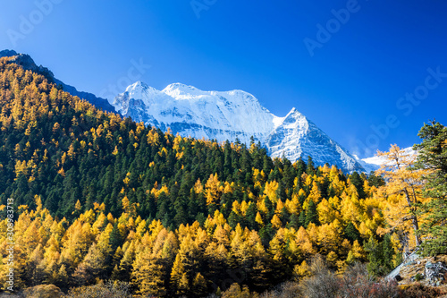 Yellow pine forest with snow-capped mountain and blue sky in the background at Yading Nature Reserve, Sichuan, China