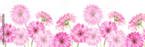 Floral seamless border of pink gerbera flowers. Hand drawn watercolor illustration.