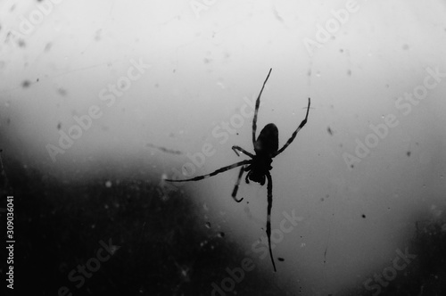 Black spider with its web on the window in black and white. Atmosphere of fear or halloween