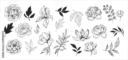 Floral set. Sketches of flowers, plants, leaves. Hand drawn illustration converted to vector. Outline with transparent background