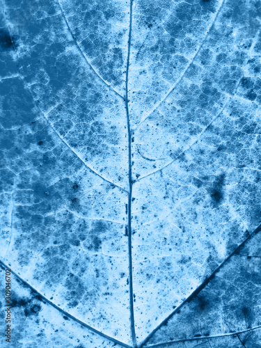 Close up photo of maple leaf. Macrophotography. Classic blue tone.