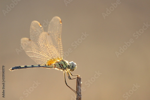 dragonfly green tail orange wings on tip of a branch